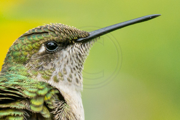 Hummingbird Portrait  2014
