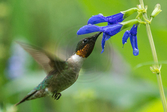 Male Ruby Throat at Blue Salvia 2014