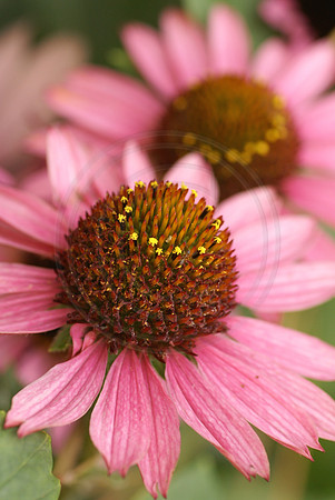 Echinacea Gold Crown