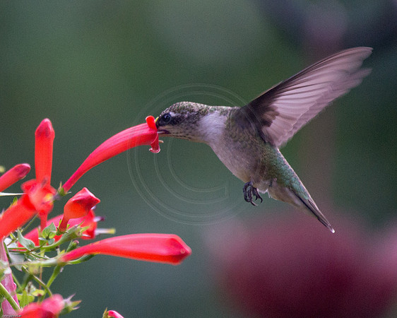 Hummingbird in Firecracker Vine