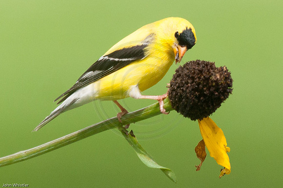 Goldfinch Male on Rudebeckia 2012