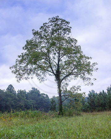 Black Walnut 3