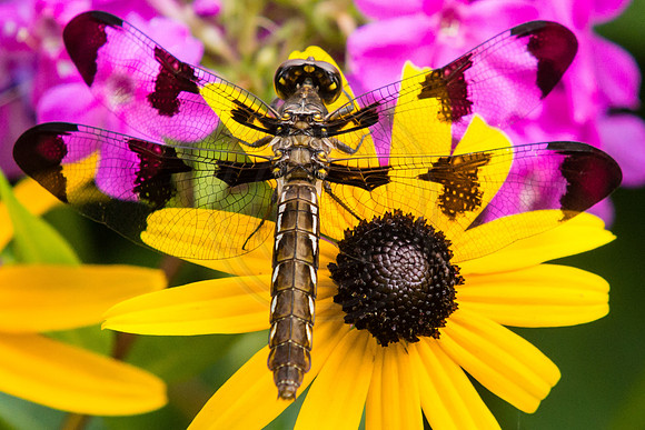 Dragonfly on Rudebeckia