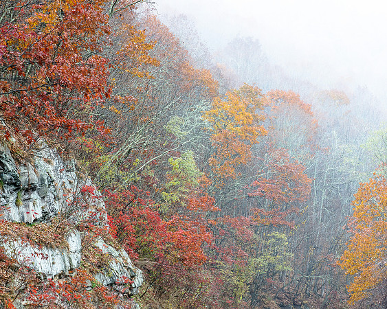 Monterey Foggy Fall Outcrop 2015