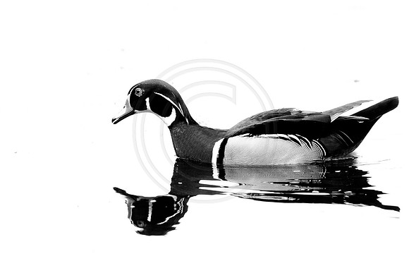 Wood Duck Reflections Black and White