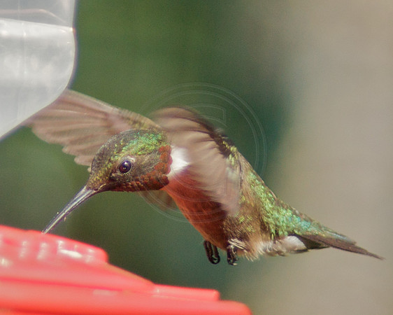 Male Ruby Throat at Feeder