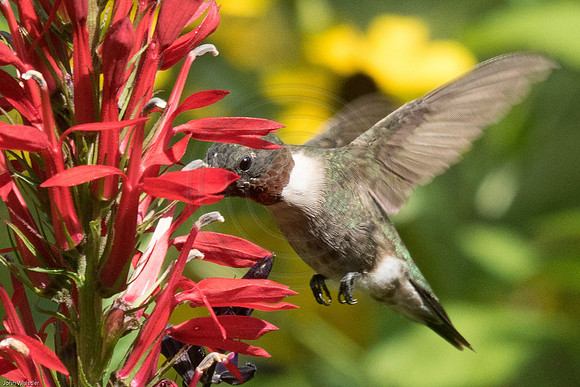 Ruby Throat on Lobelia 2 2016