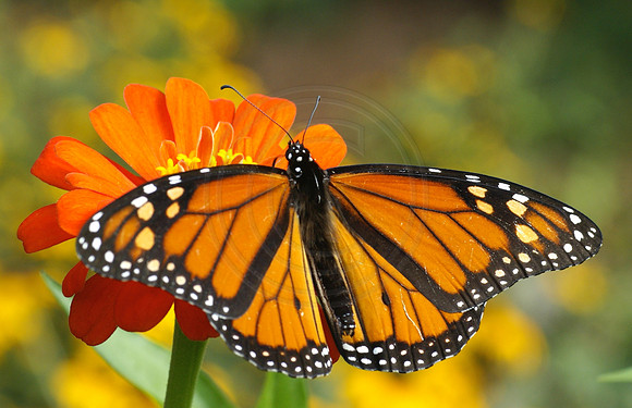 Monarch on Orange Zinnia