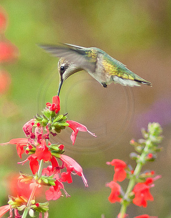 Hummingbird feeding on Lady in Red 2011
