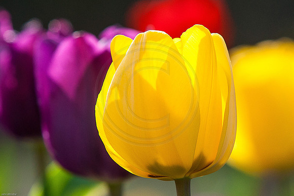 Yellow and Purple Tulips