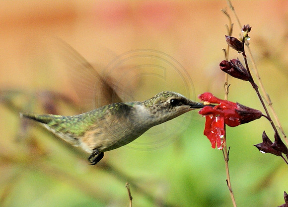 Humminbird and Sage Pollen