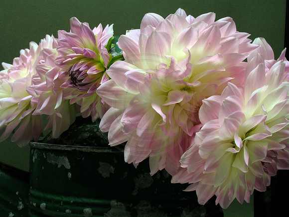 Pink and White Dahlia Group 1
