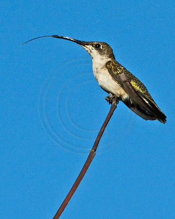 Hummingbird's Tongue against the Sky