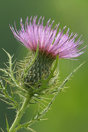 Thistle