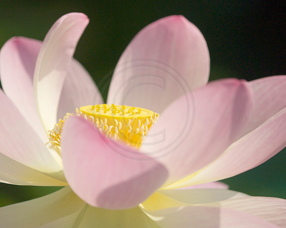 Lotus Flower