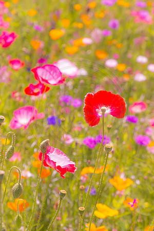 Pastel Wildflower Garden 4 2014