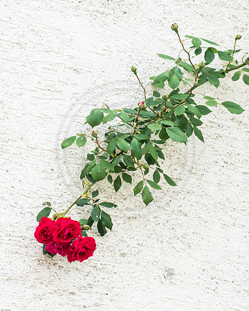 Roses on White Wall
