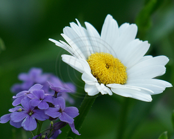 Daisy and Purple