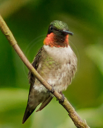 Male Ruby Throat 3