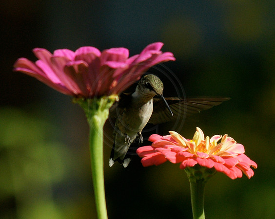 Hummingbird and Pink Zinnia 2