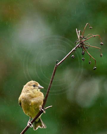 Goldfinch with Broken Umbrella