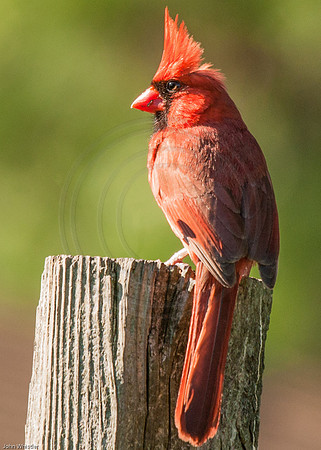 Cardinal Male