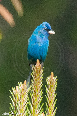 Indigo Bunting on Pine 2012