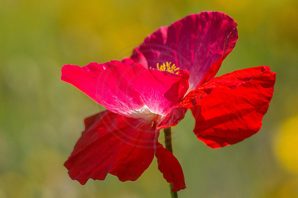 Red Poppy Yellow Background 2014