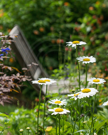 Daisies and Garden Chair 2014