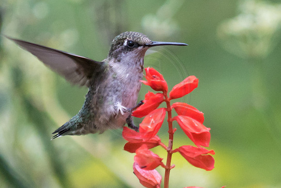Hummingbird on Red Salvia 2 2014
