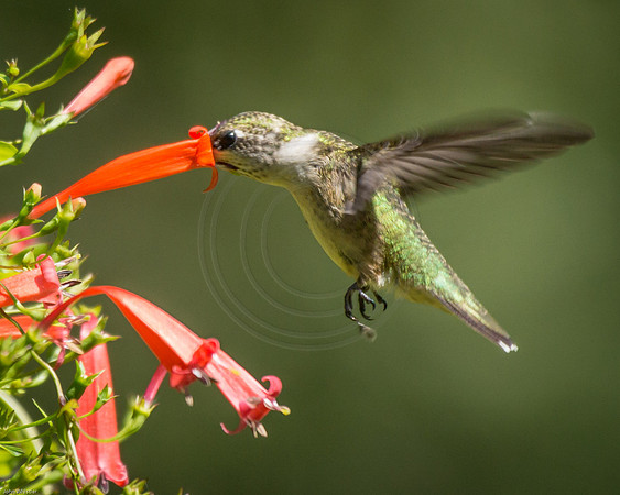 Hummingbird in Firecracker Vine 3