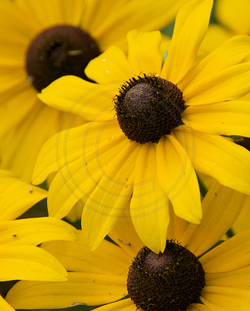 Black Eyed Susan Trio
