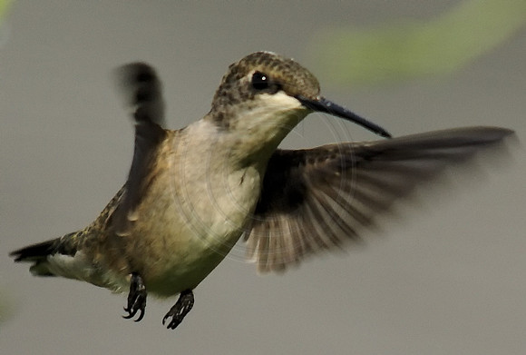 Female Ruby Throat In Flight Close Up