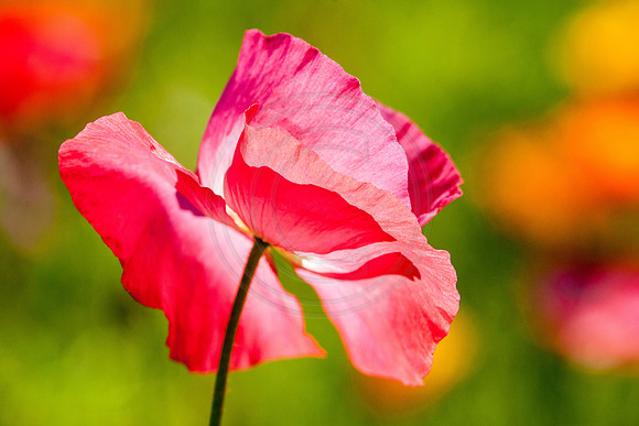 Pink Poppy 2014