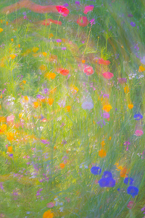 Pastel Wildflower Garden 2 2014