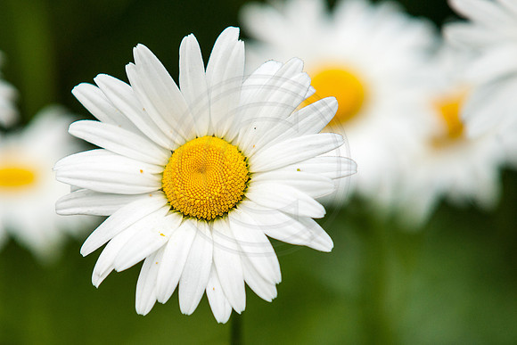 Daisy Standout