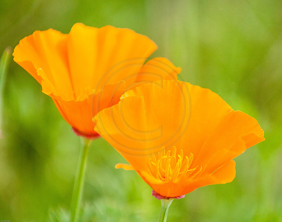 Orange Poppy Pair