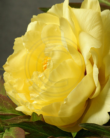 Yellow Tree Peony