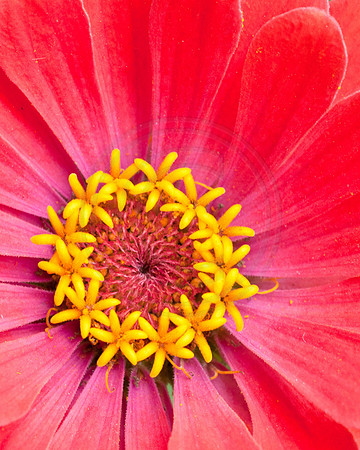 Zinnia Close Up