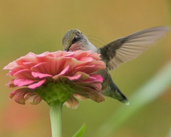 Hummingbird Feeding on Pink Zinnia