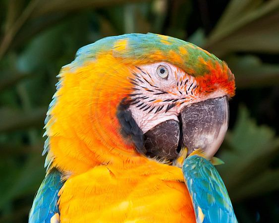 Coy Parrot