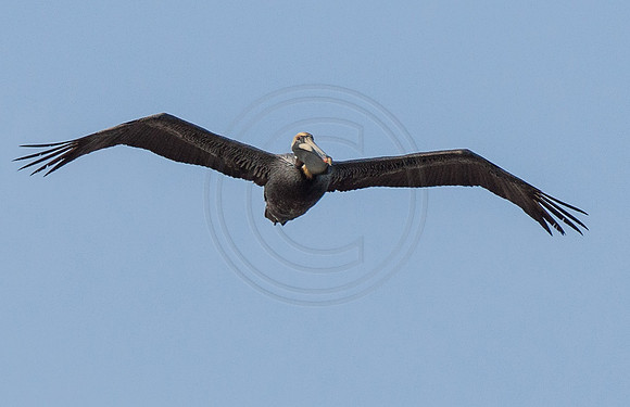 Nags Head Pelican 2014