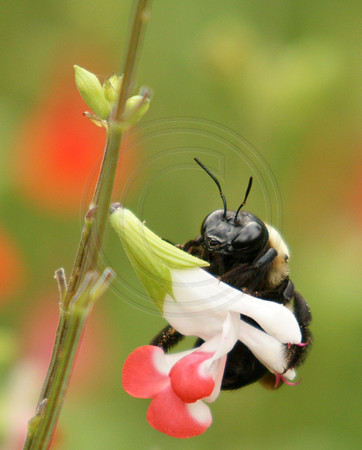 Bumble Bee on Hotlips Sage
