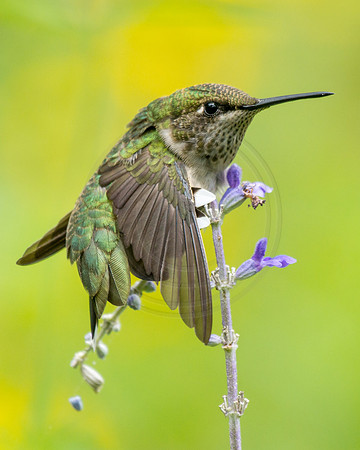 Hummingbird Yoga on Salvia Perch 2 2014