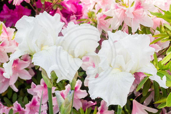 White Iris in Azaleas 2014