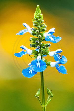 Swamp Sage