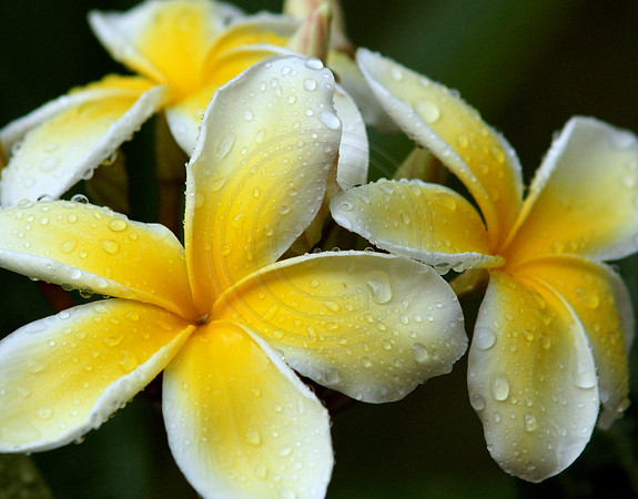 Yellow Plumeria After Rain