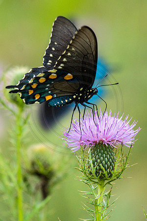 Pipevine Swallowtail on Thistle 2014