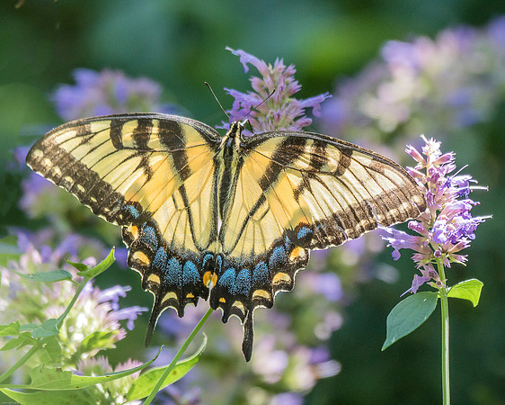 20150907-_DSC8166-Edit