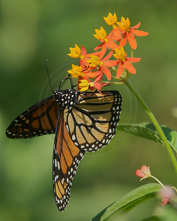 Monarch on Buttefly Weed 2